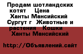 Продам шотландских котят  › Цена ­ 3 000 - Ханты-Мансийский, Сургут г. Животные и растения » Кошки   . Ханты-Мансийский